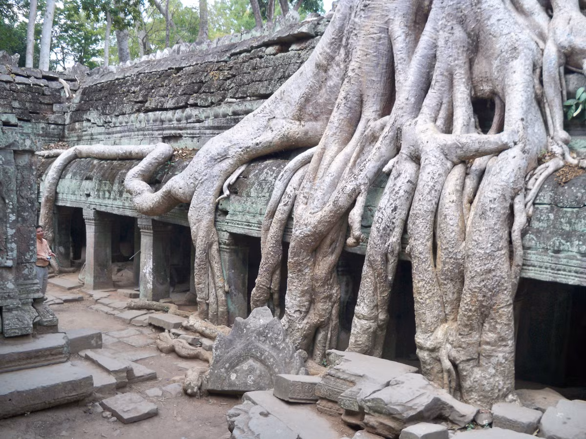 Thậm chí trong đền còn có cả quả cây. Ngôi đền Ta Prohm nằm trong danh sách di sản thế giới của UNESCO.