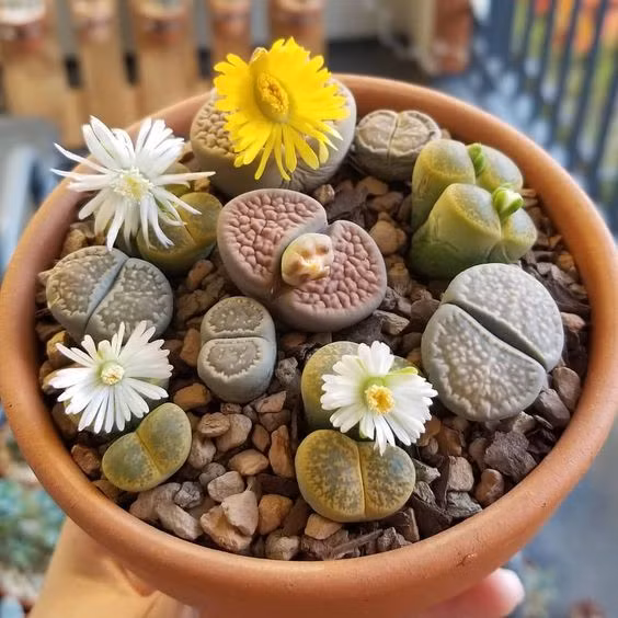 Cây thạch lan đá: Đây là loài thực vật bản địa sống tại những vạt sa mạc ở miền Nam châu Phi. Những cái cây mọng nước thông minh này hẳn phải là bậc thầy trong làng diễn xuất, khi “giả vờ” thành những cục đá để tránh bị những con vật khát nước ngấu nghiến.