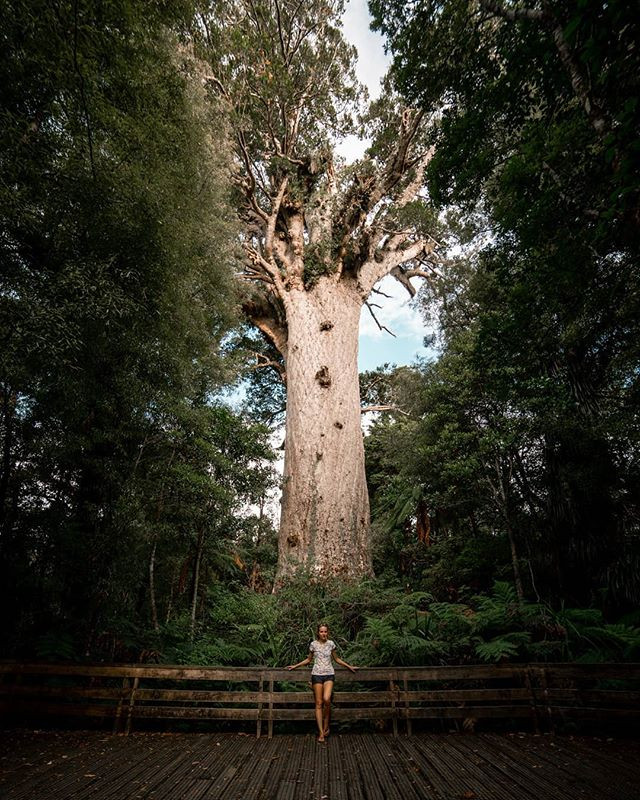 Cây Kauru của vùng đảo phía bắc New Zealand có thể cao đến 45 m. Chúng đứng ngạo nghễ như những chiếc cột cổ đại trong rừng. Thân cây khổng lồ với những đốm xám không hề chia nhánh và cành cho đến khi chúng vượt qua hẳn lớp cây phía bên dưới.