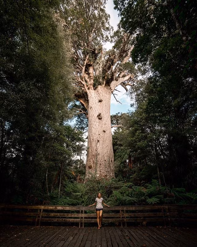 Cây Kauru của vùng đảo phía bắc New Zealand có thể cao đến 45 m. Chúng đứng ngạo nghễ như những chiếc cột cổ đại trong rừng. Thân cây khổng lồ với những đốm xám không hề chia nhánh và cành cho đến khi chúng vượt qua hẳn lớp cây phía bên dưới.