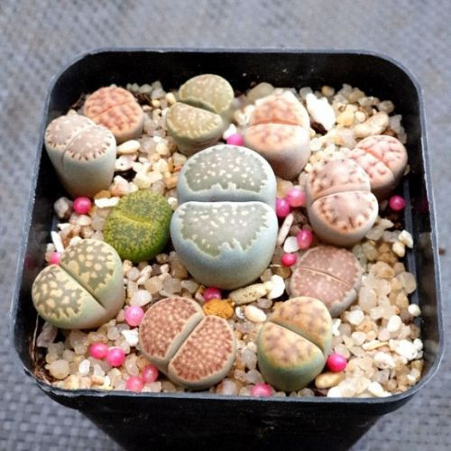 Cách ngụy trang của chúng hiệu quả tới mức đôi khi các chuyên gia cũng khó mà tìm ra được chúng. Tuy vậy, phần lớn cây thạch lan đá trổ bông hớn hở như hoa cúc vào mùa thu và đầu đông, khiến cho thân phận “thực vật” của chúng bị bại lộ. Nhưng cũng không có cách nào khác, vì một cái cây cần phải làm những gì nó cần làm.