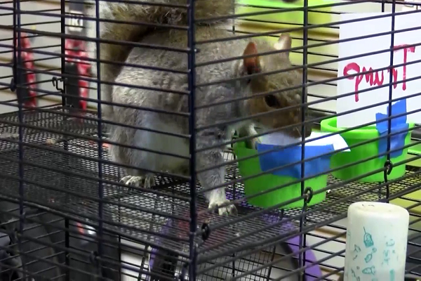 Một con sóc ở Nam Carolina cũng tham gia dự đoán kết quả bầu cử tổng thống Mỹ năm nay.