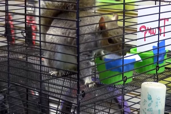 Một con sóc ở Nam Carolina cũng tham gia dự đoán kết quả bầu cử tổng thống Mỹ năm nay.