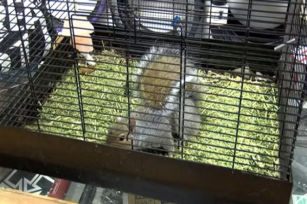 Con sóc nhỏ ăn bên hộp nào ít hơn chứng tỏ dự đoán người đàn ông có hình dán trên vỏ hộp sẽ trở thành tổng thống. Kết quả cho thấy Chris-Chris ăn 7 quả bên Biden và 3 quả bên Trump.