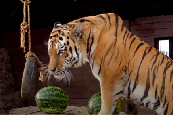 ... lại chọn ứng viên Đảng Cộng Hòa Donald Trump.