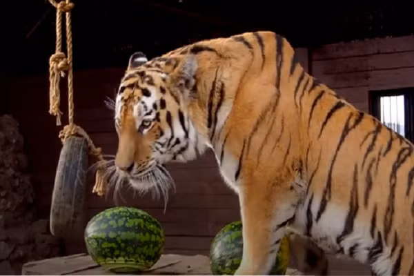 ... lại chọn ứng viên Đảng Cộng Hòa Donald Trump.