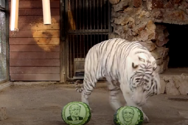 Vườn thú Royev Ruchey (thành phố Krasnoyarsk, Siberia, Nga) đã tổ chức buổi tiên tri kết quả bầu cử tổng thống Mỹ cho các con vật trong sở thú. Hổ Bengal trắng có kết quả nghiêng về ứng viên Đảng Dân Chủ Joe Biden.