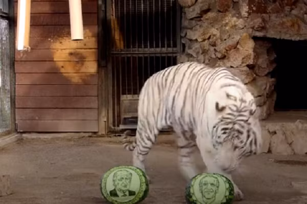 Vườn thú Royev Ruchey (thành phố Krasnoyarsk, Siberia, Nga) đã tổ chức buổi tiên tri kết quả bầu cử tổng thống Mỹ cho các con vật trong sở thú. Hổ Bengal trắng có kết quả nghiêng về ứng viên Đảng Dân Chủ Joe Biden.