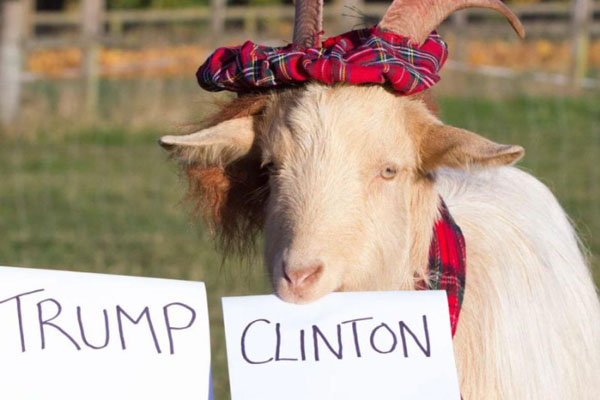 Ở nhiệm kì trước cũng có một "nàng dê" tham gia tiên tri kết quả bầu cử tổng thống nhưng rất tiếc kết quả lại không chính xác.