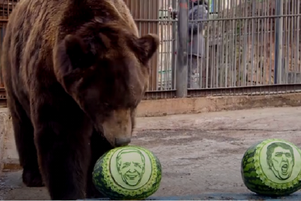 Chú gấu nâu Buyan cũng lựa chọn Joe Biden.
