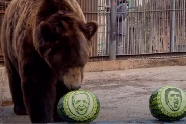Chú gấu nâu Buyan cũng lựa chọn Joe Biden.