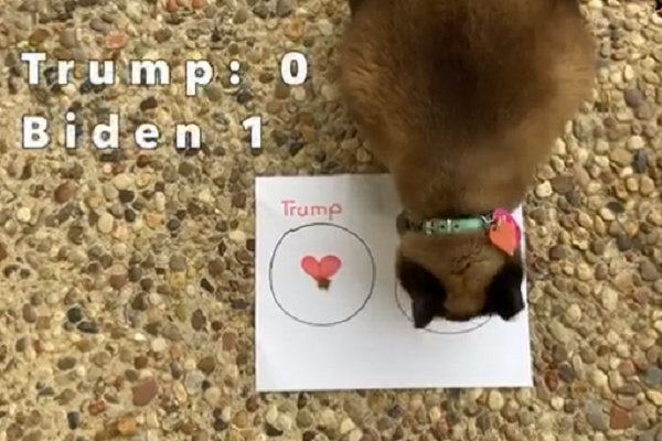 Khác với dự đoán của sóc, con mèo của người dùng Youtube có tên 'Nicole across the pond' đã đưa ra dự đoán thông qua cuộc lựa chọn thú vị.