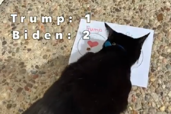 Kết quả ở vòng cuối cùng cho thấy con mèo lừng khừng một chút rồi tiến đến ăn phần thức ăn có ghi tên Biden trước.