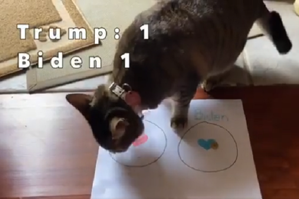 Cô gái cho mèo dự đoán nhiều lần tương ứng với số vòng tranh cử.