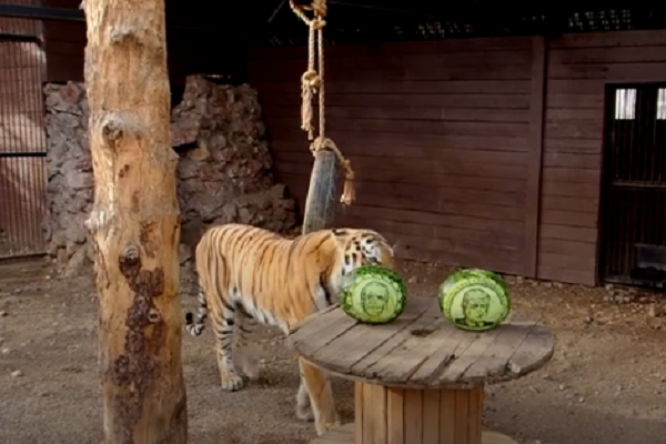 Trong khi đó, Bartek – một con hổ Amursau một hồi "phân vân" lựa chọn...