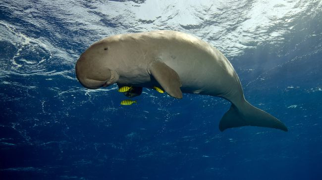 Loài Cá cúi (bò biển) có chung tổ tiên với loài voi từ 60 triệu năm trước. 