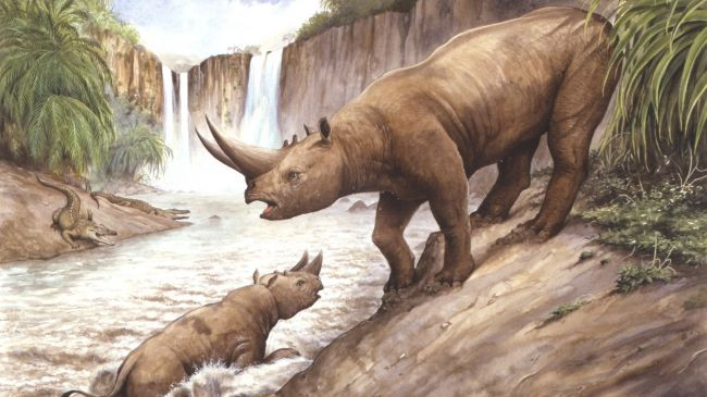 Loài Arsinoitherium: Từ lâu, các nhà khoa học đã biết rằng loài vật này không liên quan mật thiết với tê giác, cho đến gần đây, các nhà cổ sinh vật học tin rằng Arsinoitherium là thành viên của hệ Paenungulata.