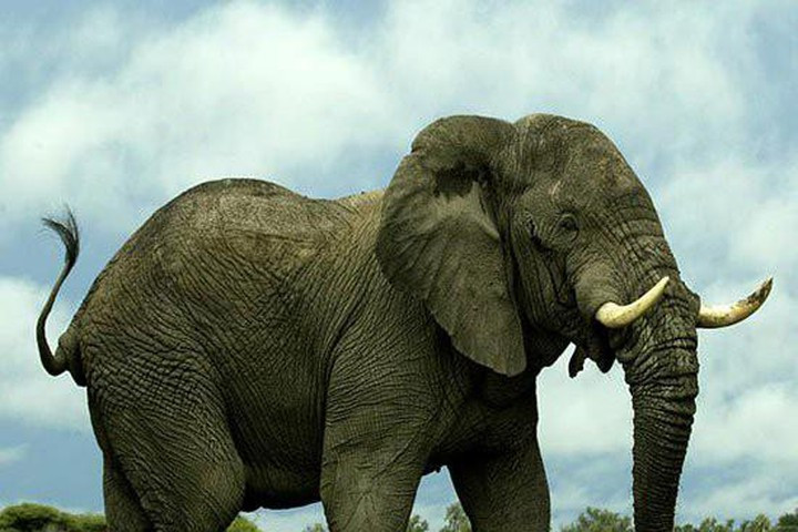 Loài voi ma mút lông rậm này là thành viên của họ nhà Elephantidae. Tổ tiên của chúng (cùng chung với những con voi thời hiện đại) sống ở đâu đó của châu Phi khoảng 6 triệu năm trước.