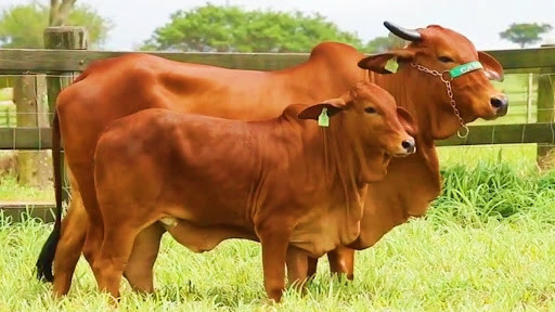 Nghiên cứu chứng tỏ loài bò cảm nhận được thiên tai trước khi chúng xảy đến.