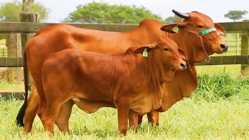 Nghiên cứu chứng tỏ loài bò cảm nhận được thiên tai trước khi chúng xảy đến.