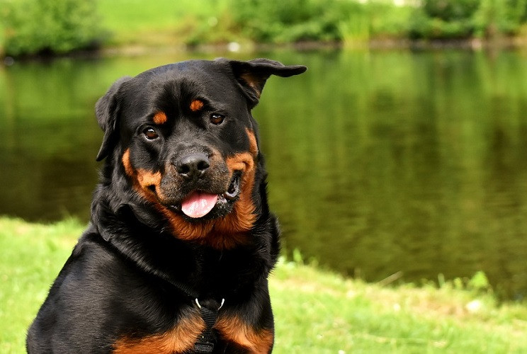 Chó có khoảng 200 triệu tế bào khứu giác trong mũi, gấp 40 lần số tế bào khứu giác ở mũi người.Loài động vật này cũng thể dự báo đủ loại thời tiết từ mưa, bão, vòi rồng đến tuyết rơi. Chúng có khả năng ngửi thấy mùi mưa và cả mùi của ozone trong không khí tạo ra bởi tia chớp trước cả lúc con người thấy được tia chớp.