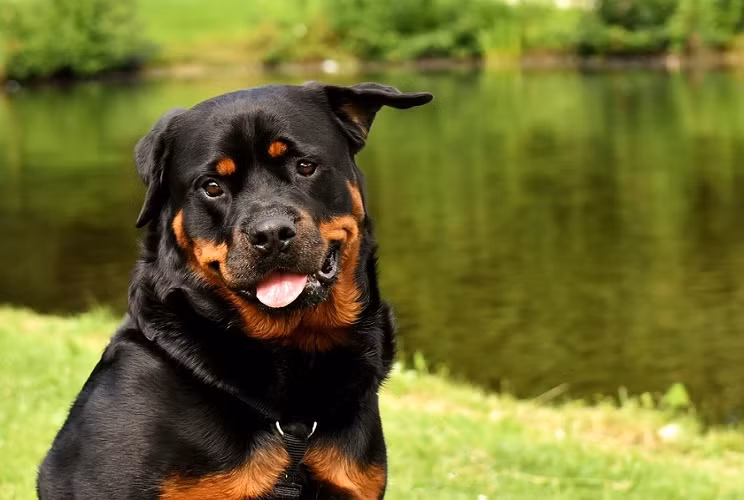 Chó có khoảng 200 triệu tế bào khứu giác trong mũi, gấp 40 lần số tế bào khứu giác ở mũi người.Loài động vật này cũng thể dự báo đủ loại thời tiết từ mưa, bão, vòi rồng đến tuyết rơi. Chúng có khả năng ngửi thấy mùi mưa và cả mùi của ozone trong không khí tạo ra bởi tia chớp trước cả lúc con người thấy được tia chớp.