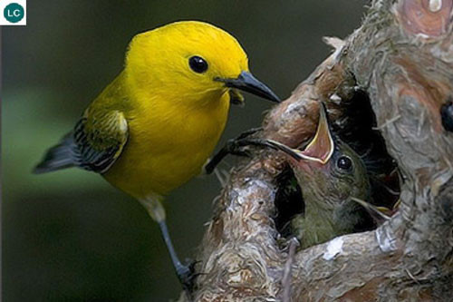 Chim chích cánh vàng có thể phát hiện ra thời tiết xấu như mưa bão, lũ… 24 giờ trước khi sự việc diễn ra. Loài chim này có khả năng đoán trước một cơn bão lớn sẽ đổ bộ vào nơi ở của chúng.