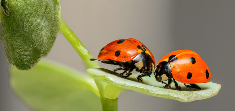 Bọ rùa thường tập trung lại với nhau trước thời gian nắng nóng, hạn hán xảy ra. Do đó, khi thấy bọ rùa tập trung thành từng đám thì đó chính là thời điểm báo hiệu thời tiết nắng nóng. Đó là cách chúng giữ độ ẩm của cơ thể và tự bảo vệ để tránh bị khô.