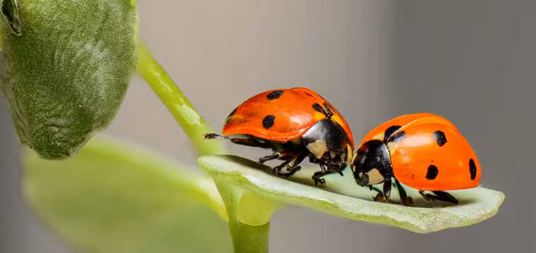 Bọ rùa thường tập trung lại với nhau trước thời gian nắng nóng, hạn hán xảy ra. Do đó, khi thấy bọ rùa tập trung thành từng đám thì đó chính là thời điểm báo hiệu thời tiết nắng nóng. Đó là cách chúng giữ độ ẩm của cơ thể và tự bảo vệ để tránh bị khô.