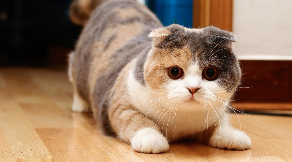 Các nhà nghiên cứu cho rằng mèo có thể nhận biết trước động đất vì thính giác của mèo có khả năng nghe được những âm thanh mà con người không phát hiện ra. Chúng cũng có khả năng phát hiện thay đổi về áp suất khí quyển, trọng lực và sự biến dạng trong lòng đất.