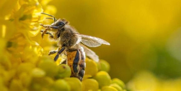 Ong là loài côn trùng có tổ chức xã hội cao như kiến, mối. Các con ong có thể phát triển một cách đáng kinh ngạc các giác quan để hỗ trợ các thói quen hàng ngày. Đặc biệt, loài ong có thể cảm nhận được sự thay đổi về độ ẩm trong không khí trước những cơn mưa. Do đó, chúng sẽ tìm nơi trú ẩn trước khi mưa kéo đến.