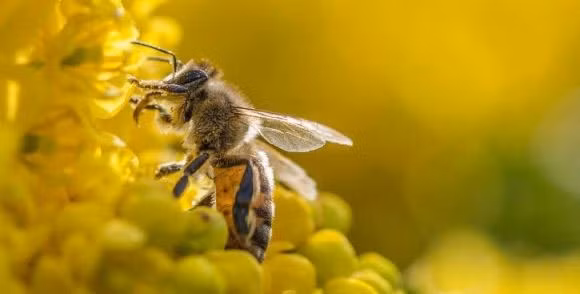 Ong là loài côn trùng có tổ chức xã hội cao như kiến, mối. Các con ong có thể phát triển một cách đáng kinh ngạc các giác quan để hỗ trợ các thói quen hàng ngày. Đặc biệt, loài ong có thể cảm nhận được sự thay đổi về độ ẩm trong không khí trước những cơn mưa. Do đó, chúng sẽ tìm nơi trú ẩn trước khi mưa kéo đến.