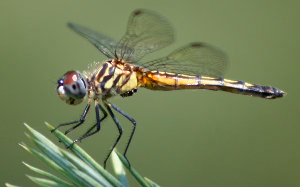 Lý giải cho điều này có thể là do cánh của chuồn chuồn quá mỏng, lại chứa các nan đặc biệt hút được độ ẩm của không khí. Do đó, khi không khí có nhiều hơi nước sẽ đọng vào những bộ cánh mỏng của chuồn chuồn, làm tăng tải trọng, khiến chúng chỉ có thể bay là là sát mặt đất