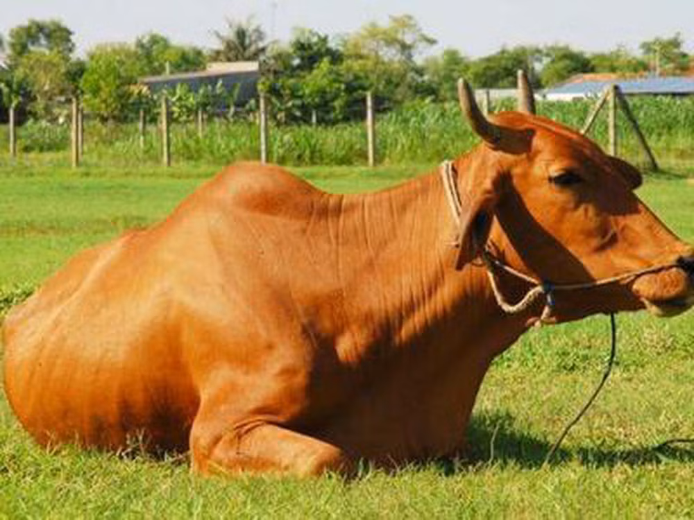 Khi động đất ở Nhật Bản xảy ra, những con bò gần tâm chấn có các hành vi khác thường giống như bồn chồn, lo lắng và không đứng yên một chỗ. Bên cạnh đó, lượng sữa tiết ra cũng ít hơn so với bình thường.