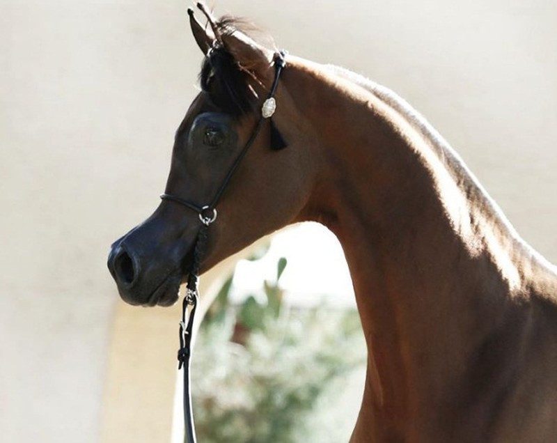 El Rey Magnum là một con ngựa Ả Rập có một khuôn mặt rất hài hước, gần giống như các nhân vật hoạt hình.