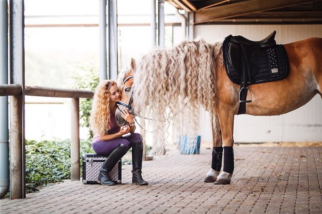 Chú ngựa và cô chủ của mình đều sở hữu bộ tông như công chúa tóc mây xoăn dài lượn sóng.