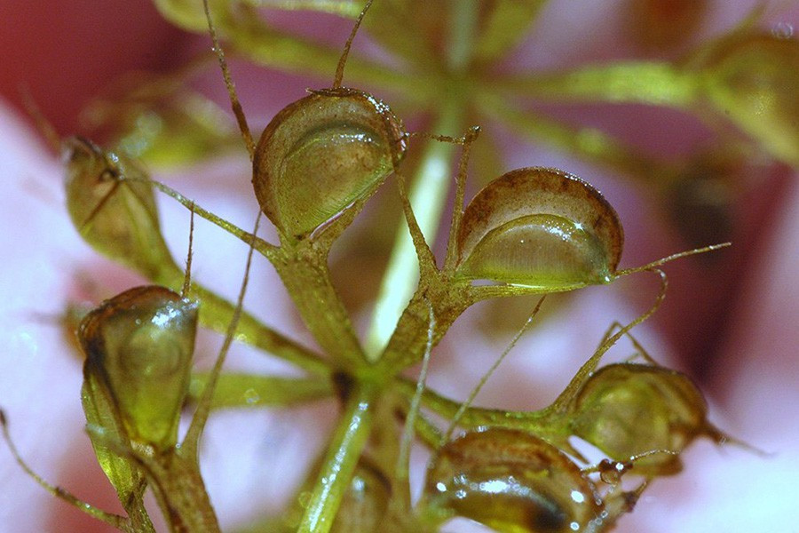 Đây là loài cây ăn thịt đáng sợ với tốc độ cực nhanh. Khi con mồi rơi vào trong chiếc bẫy, chiếc bẫy sẽ đóng lại trong thời gian cực kỳ nhanh, chỉ khoảng 10.000 phần giây và bắt đầu tiêu hóa con mồi