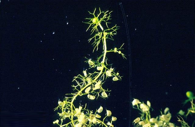 Cây Bladderwort được xem là thực vật ăn thịt phổ biến nhất với hơn 200 loài. Chúng là loài ăn thịt sống dưới nước hoặc những vùng đất ngập nước, có các bẫy giống như bong bóng nhỏ trên lá.