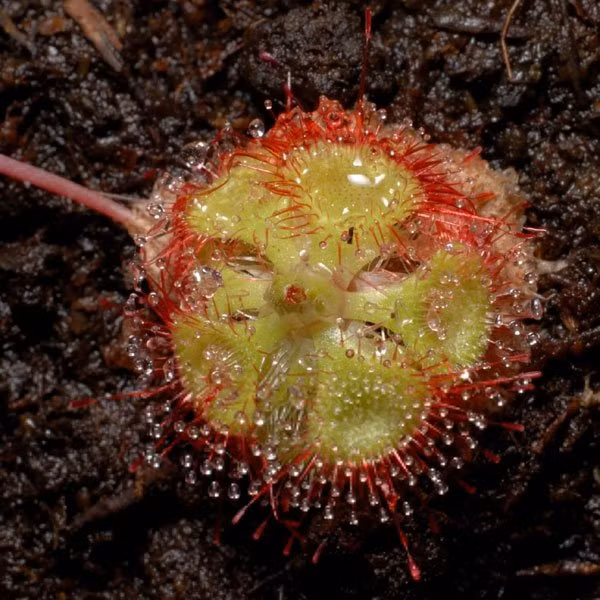 Cây gọng vó có tên khoa học là Drosera burmannii Vahl. Với gần 200 loài khác nhau, đây là giống cây ăn thịt phổ biến trên thế giới. Chúng được tìm thấy ở khắp các châu lục, trừ Nam Cực