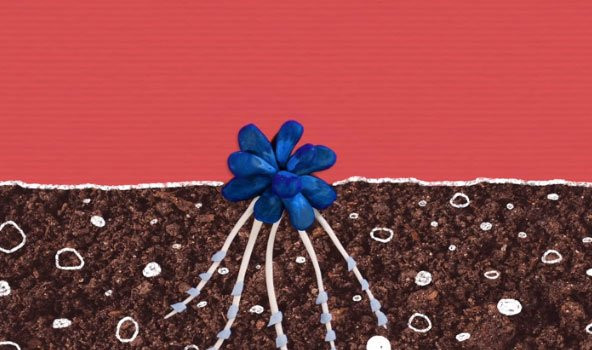 Cây xoắn ốc: Khi các vi sinh vật đi vào rễ cây qua một khe nhỏ để tìm thức ăn. Và nhanh chóng nhanh chóng bị lạc trong mê cung rối rắm này. Vô số lông cong ngăn không cho nó thoát ra ngoài, hướng nó vào khoang trung tâm có nồng độ oxy thấp gây tử vong và chứa các enzyme tiêu hóa chúng.