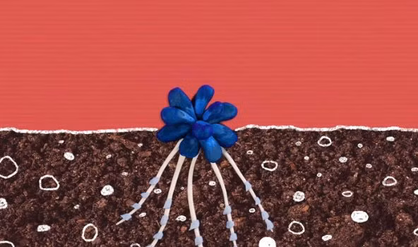 Cây xoắn ốc: Khi các vi sinh vật đi vào rễ cây qua một khe nhỏ để tìm thức ăn. Và nhanh chóng nhanh chóng bị lạc trong mê cung rối rắm này. Vô số lông cong ngăn không cho nó thoát ra ngoài, hướng nó vào khoang trung tâm có nồng độ oxy thấp gây tử vong và chứa các enzyme tiêu hóa chúng.