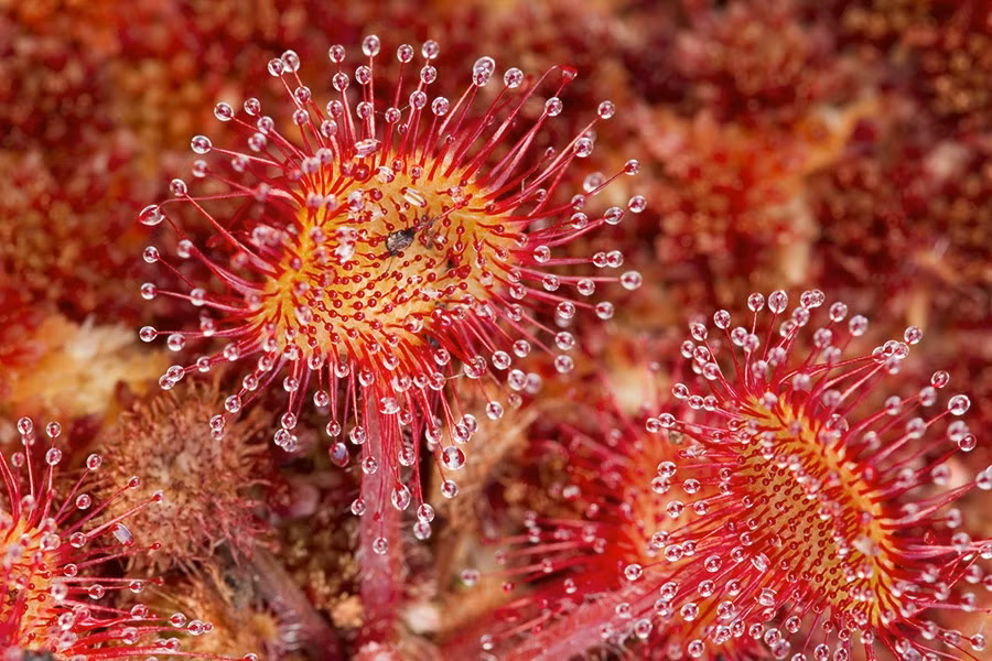 Những chiếc lá của chúng có rất nhiều lông tuyến, ở đầu những lông tuyến này có một chất lỏng dính trông giống như một giọt nước giúp thu hút các loài côn trùng. Đó chính là cái bẫy.