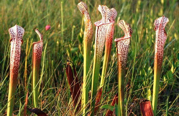 Cây hố bẫy có tên khoa học là Sarracenia, thường sống trong các đầm lầy Bắc Mỹ. Lá cây này nằm sát mặt đất, mỗi lá có dạng một bao đài, phiến lá của cây có nắp sặc sỡ trong như cái dạ dày, ở trong “dạ dày” đó có nhiều tuyến tiết mật thu hút sâu bọ.