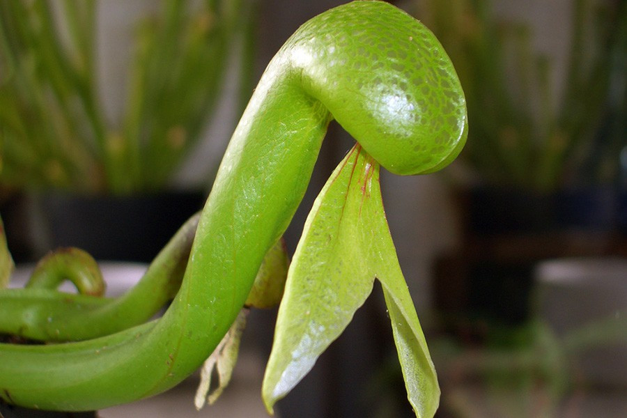 Cây rắn hổ mang chủ yếu sống ở phía Bắc California và Nam Oregon, Mỹ. Môi trường sống là những vùng đầm lầy, nơi ẩm ướt , có thể đạt kích thước lên đến 2m. Điều thú vị, lá của cây mang hình dáng của một con rắn hổ mang đang thè lưỡi