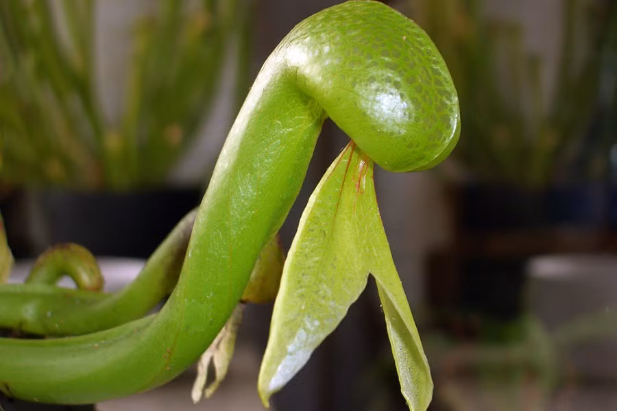 Cây rắn hổ mang chủ yếu sống ở phía Bắc California và Nam Oregon, Mỹ. Môi trường sống là những vùng đầm lầy, nơi ẩm ướt , có thể đạt kích thước lên đến 2m. Điều thú vị, lá của cây mang hình dáng của một con rắn hổ mang đang thè lưỡi