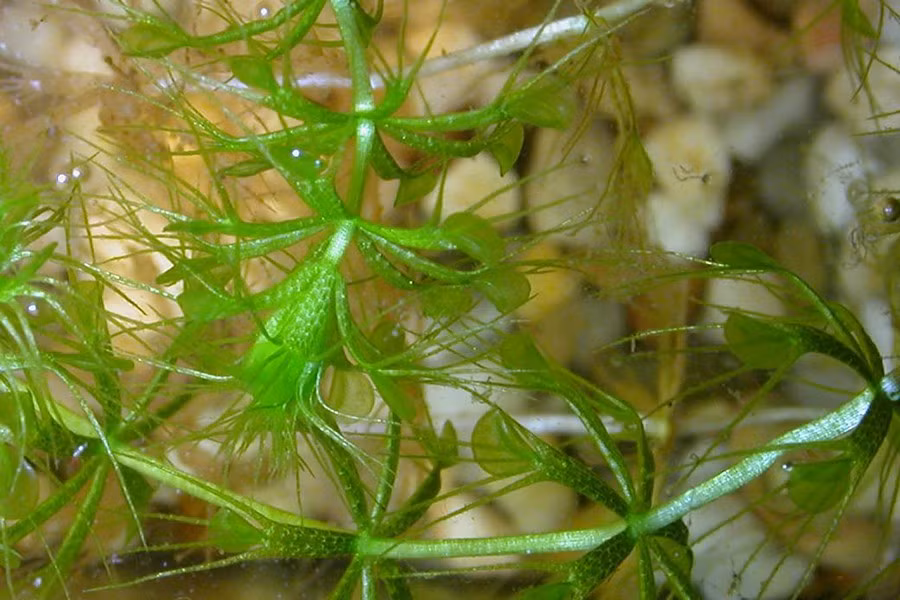 Aldrovanda vesiculosa, còn được gọi là cây bánh xe nước hay rong ăn thịt. Loài này được chú ý vì là loài duy nhất còn tồn tại trong chi Aldrovanda của họ Droseraceae, là một trong số rất ít cây hạt kín có khả năng di chuyển nhanh trong nước.