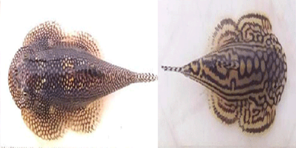 Cá tỳ bà đốm và cá tỳ bà hổ.