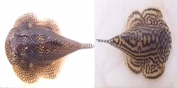 Cá tỳ bà đốm và cá tỳ bà hổ.