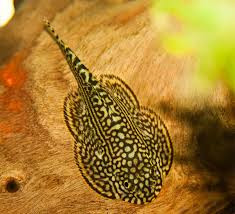 Nhóm nghiên cứu ở Trung tâm Nghiên cứu và Phát triển Nông nghiệp Công nghệ cao TPHCM đã thực hiện đề tài "Điều tra, thu thập và thuần dưỡng các loài cá tỳ bà bướm (Sewellia spp.) để bảo tồn chuyển vị tại TPHCM".