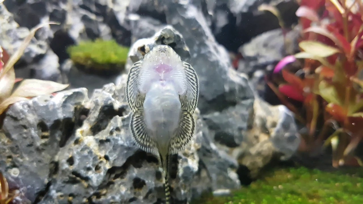 Sau khi được thu thập ở ngoài tự nhiên về, cá được nghiên cứu thuần dưỡng ở các điều kiện khác nhau. Kết quả, cá hoàn toàn thích nghi trong môi trường nhân tạo với điều kiện nhiệt độ nước từ 26-28°C, pH nước 6,0-7,0, sử dụng thức ăn viên, ánh sáng 1.000 lux.